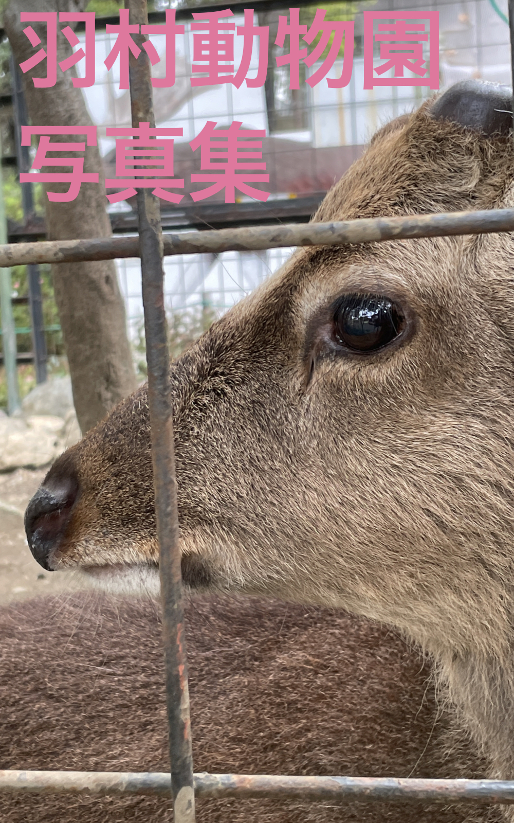 羽村市動物公園写真集